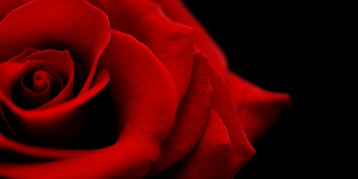 Deep red rose