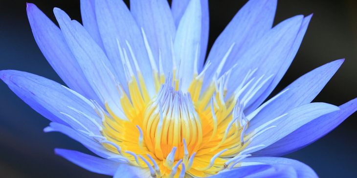 Blue lotus in an Egyptian temple