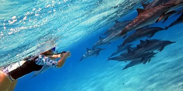 A swimmer observing wild dolphins in the clear waters of Sataya Reef